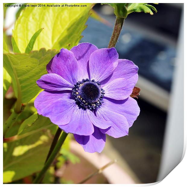 Pretty anemone growing in a container (pot). Print by Frank Irwin