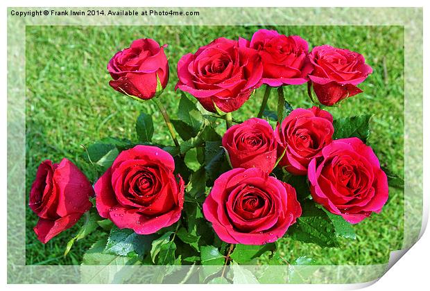  Beautiful red hybrid tea roses Print by Frank Irwin