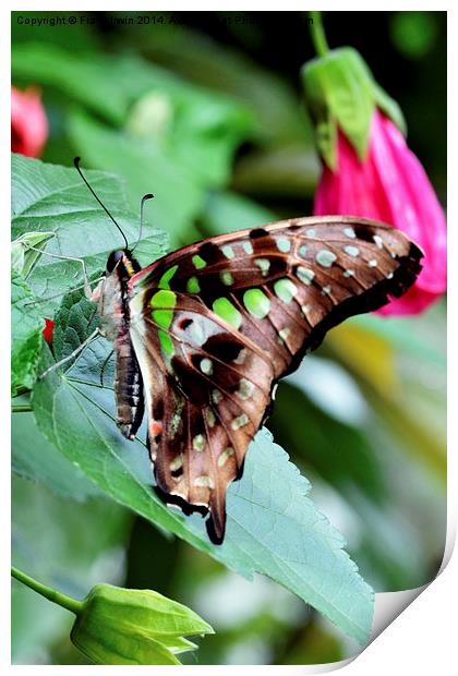 Tailed Jay (Graphium agamemnon) Print by Frank Irwin