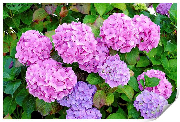  Common but colourful Hydrangea Print by Frank Irwin