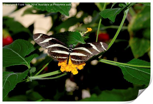  The beautiful Zebra butterfly in all its glory Print by Frank Irwin