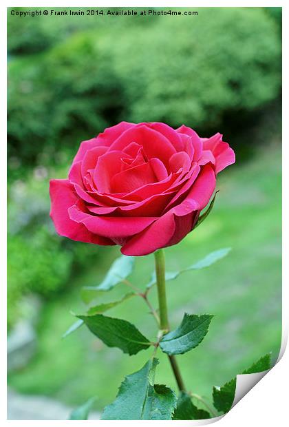  A beautiful single Red Hybrid Tea rose Print by Frank Irwin