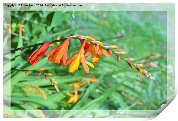  Colourful Montbretia in all its glory Print by Frank Irwin