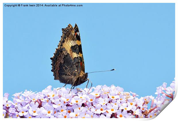 A Tortoiseshell butterfly feeds on Buddlea Print by Frank Irwin