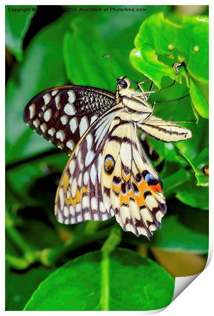 The Common Lime butterfly of Singapore Print by Frank Irwin