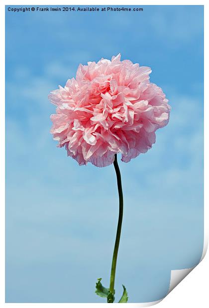  Spring ‘Pink’ Poppy in full bloom Print by Frank Irwin