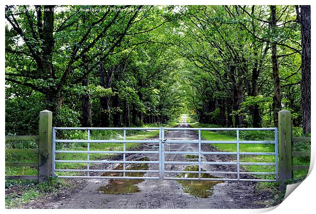Countryside Tree lined Avenue to nowhere Print by Frank Irwin