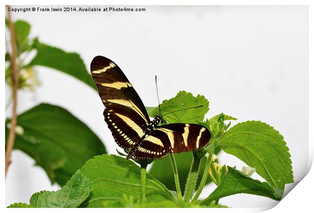 The beautiful Zebra butterfly in all its glory Print by Frank Irwin