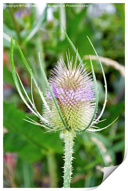  Common Purple Thistle  Print by Frank Irwin