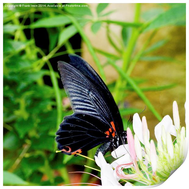 Scarlet Swallowtail butterfly Print by Frank Irwin