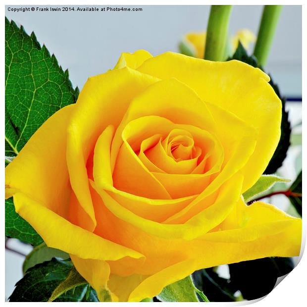 Beautiful Yellow Hybrid Tea rose in all its glory Print by Frank Irwin