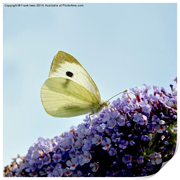  The ‘small white’ butterfly Print by Frank Irwin