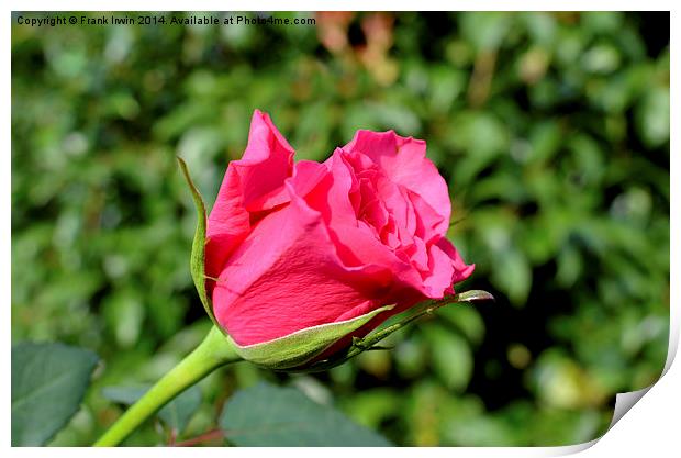  Beautiful red Hybrid Tea rose Print by Frank Irwin