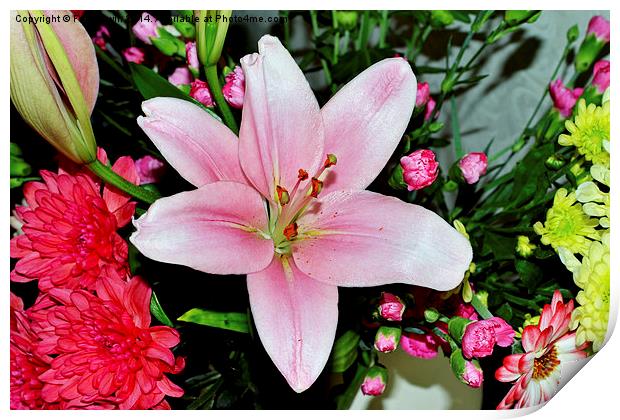  Beautiful pink lily in all its glory Print by Frank Irwin