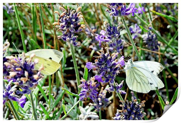  Two ‘large white’ butterflies Print by Frank Irwin
