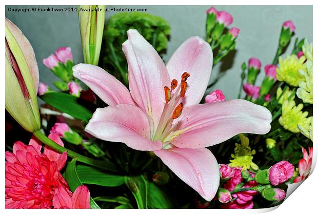  A beautiful Pink Lilly in all its glory Print by Frank Irwin