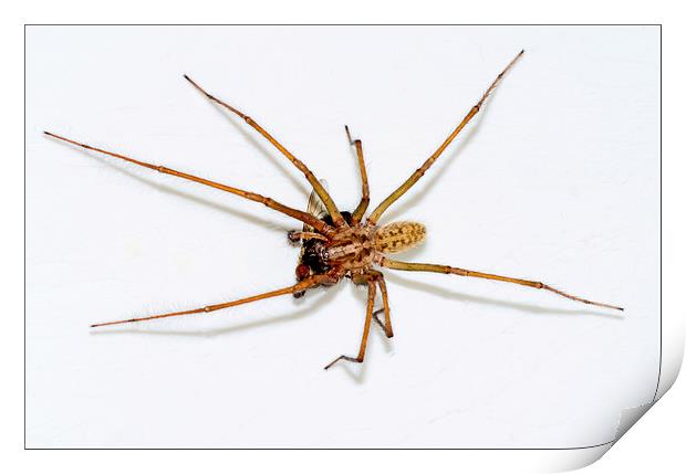  The Domestic House spider Print by Frank Irwin