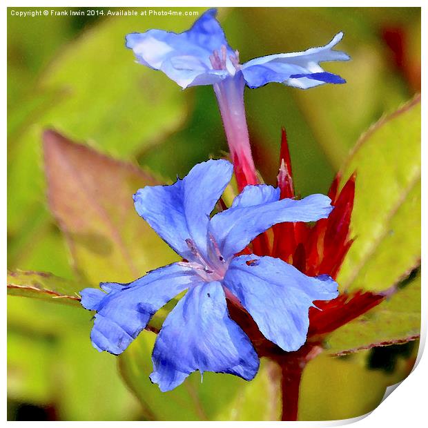  Hardy Plumbago herbaceous shrub as a painting Print by Frank Irwin