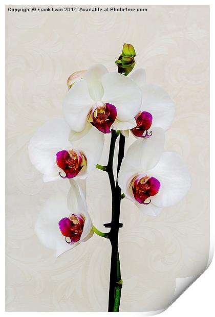 Beautiful White Phalaenopsis Orchid Print by Frank Irwin
