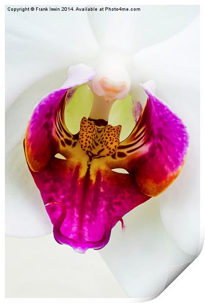 Macro view of  Beautiful White Phalaenopsis Orchid Print by Frank Irwin