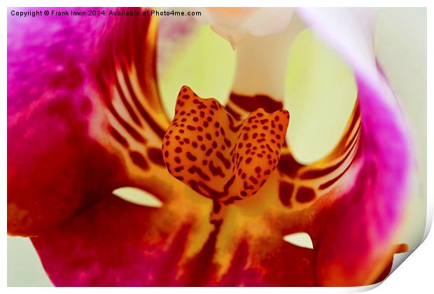  Beautiful White Phalaenopsis Orchid in close-up ( Print by Frank Irwin