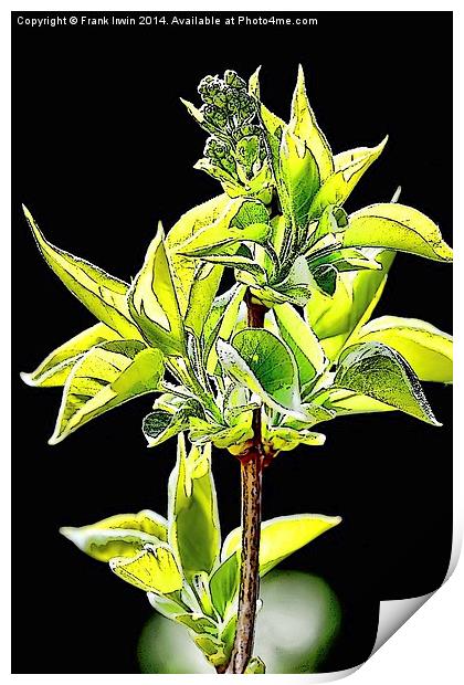  Syringa vulgaris ‘Madame Lemoine’ artwork Print by Frank Irwin