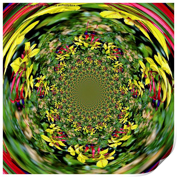  Beautiful "roundabout" Fuchsia pattern Print by Frank Irwin
