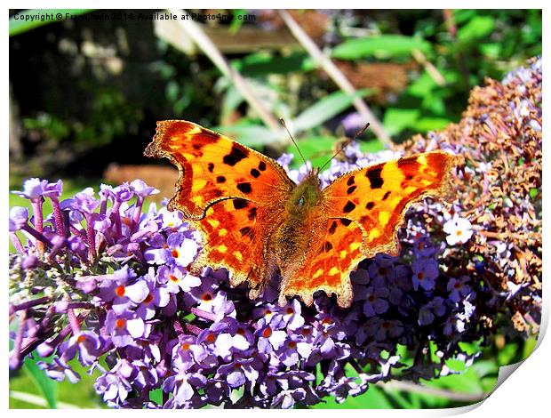  The Beautiful Comma butterfly Print by Frank Irwin