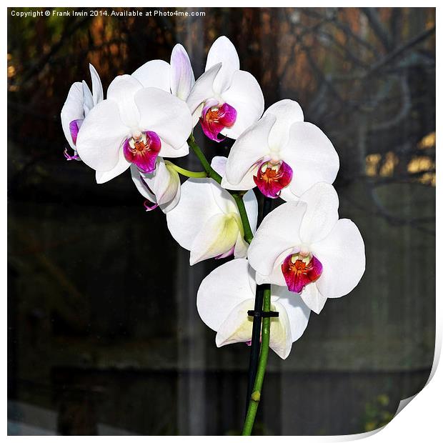  Beautiful White Phalaenopsis Orchid Print by Frank Irwin
