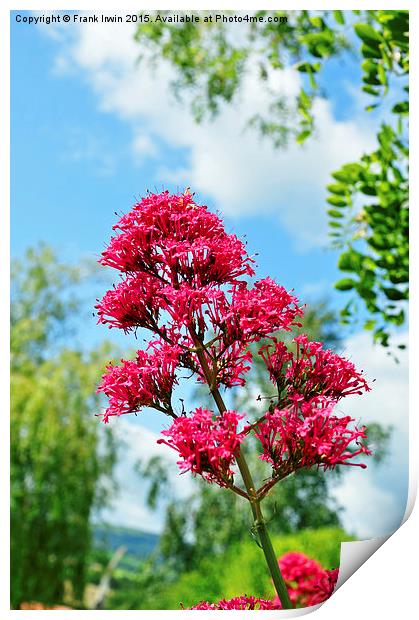  Red Valerian in all its glory Print by Frank Irwin