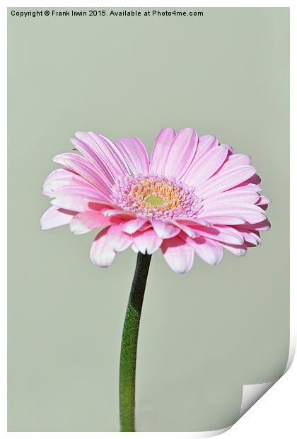  Pink Gerbera flower Print by Frank Irwin