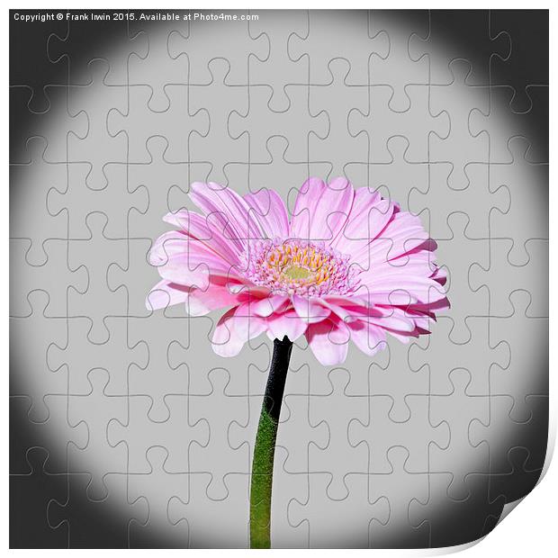 Gerbera as a jig-saw puzzle Print by Frank Irwin
