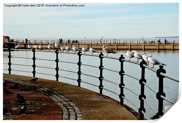  New Brighton seagulls Print by Frank Irwin