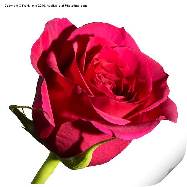 Beautiful red Hybrid Tea rose Print by Frank Irwin