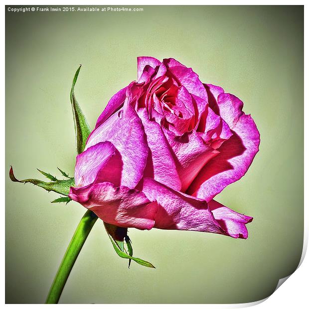  Red Hybrid Tea Rose (HDR Style) Print by Frank Irwin