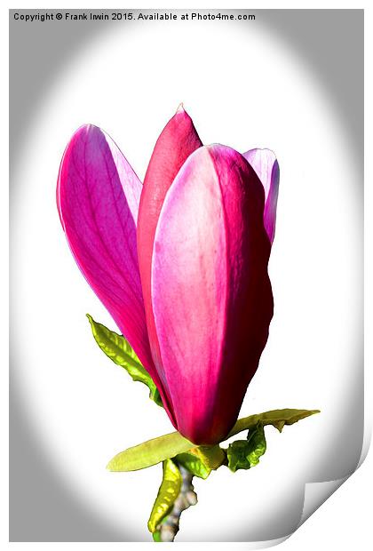 Magnolia flower just opening.  Print by Frank Irwin