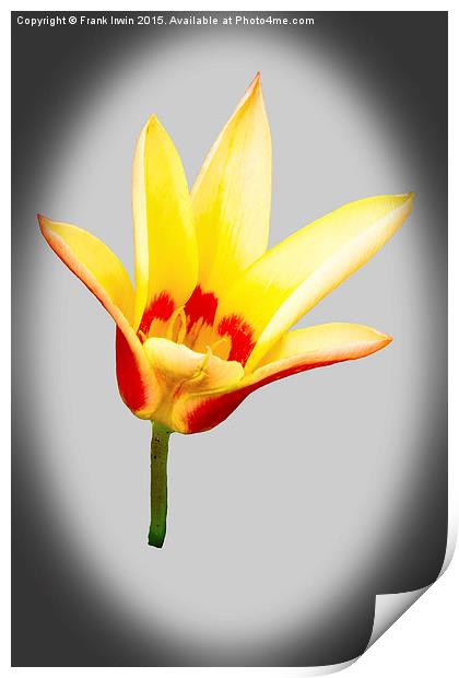 A single tulip flower Print by Frank Irwin