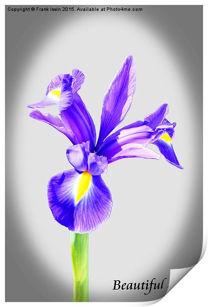 Beautiful Blue Iris flower in full bloom  Print by Frank Irwin
