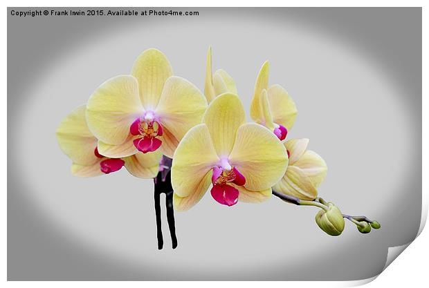  Beautiful yellow orchid Print by Frank Irwin