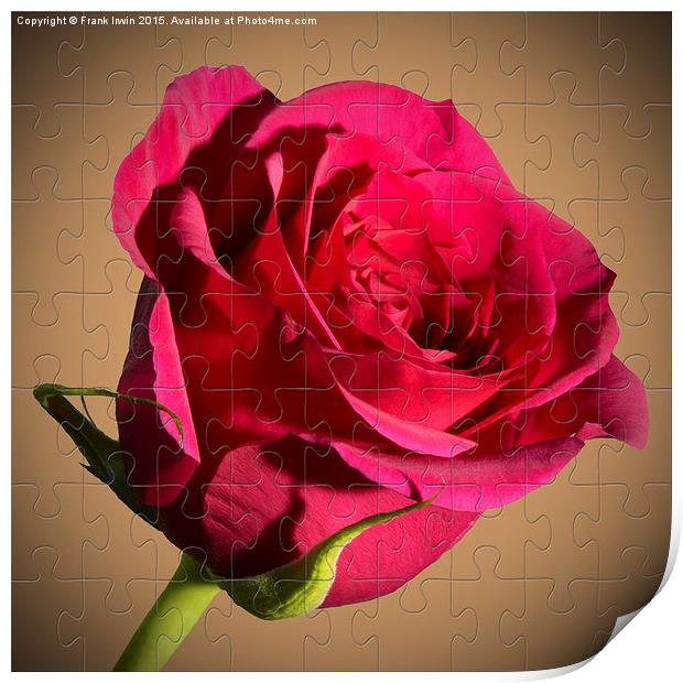 Red  Rose "Jig-Saw" puzzle Print by Frank Irwin