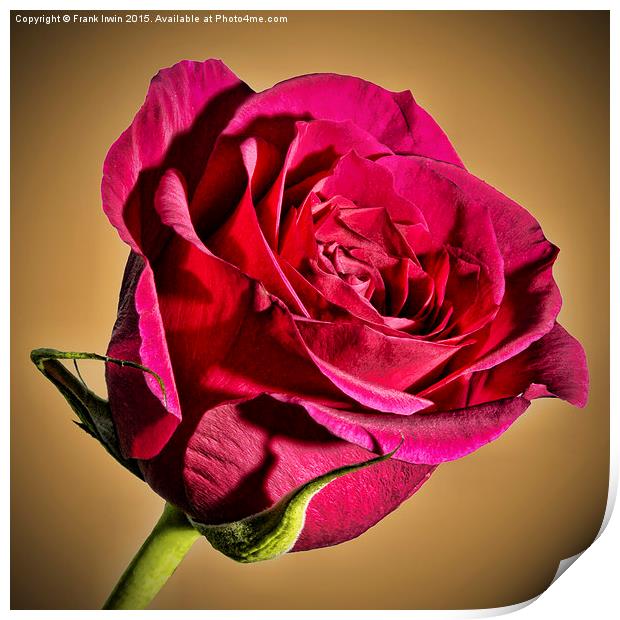  Red Hybrid Tea Rose with vignette Print by Frank Irwin