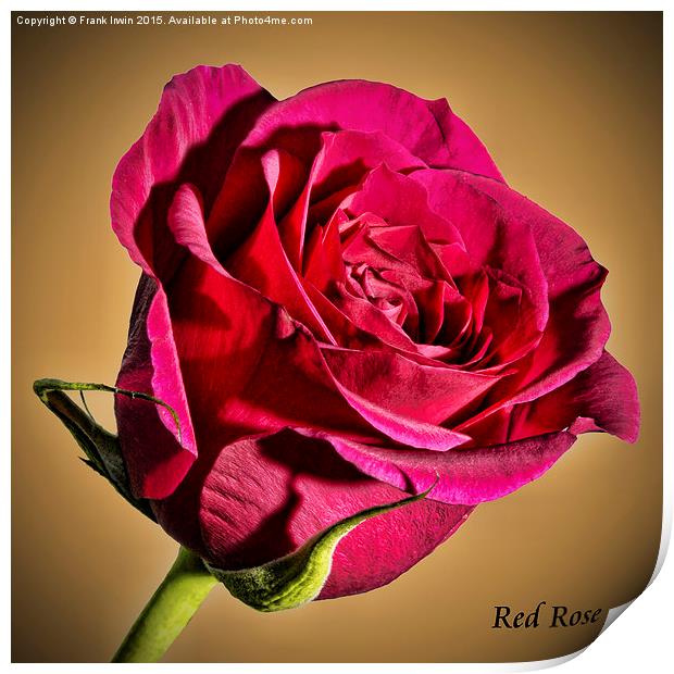 Red Hybrid Tea Rose with vignette  Print by Frank Irwin