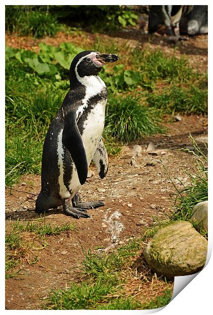 The Humboldt Penguin, also termed Peruvian Penguin Print by Frank Irwin