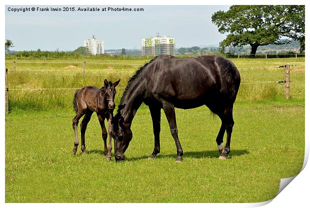 Mare and her newly-born foal Print by Frank Irwin