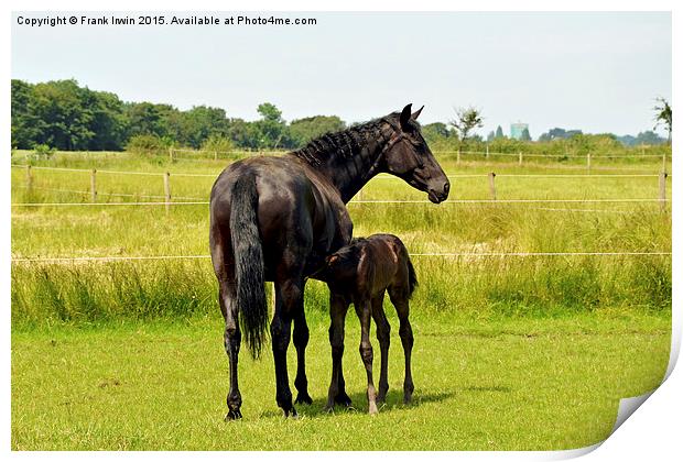  Mother and newly born foal Print by Frank Irwin