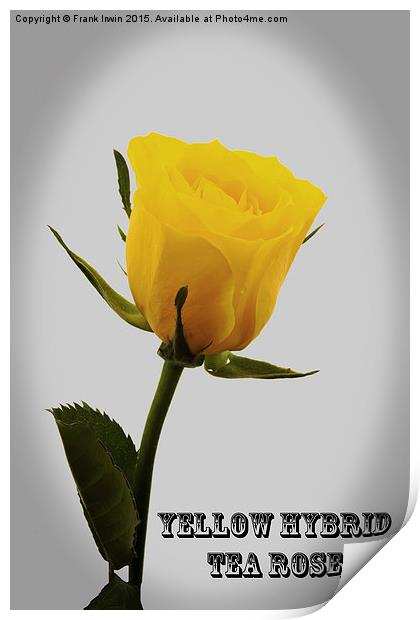 Artistic  Yellow Hybrid Tea Rose                   Print by Frank Irwin