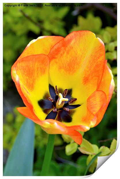  Macro shot of a tulip head Print by Frank Irwin