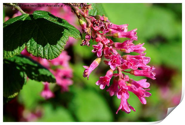  Beautiful redcurrant in full bloom in Spring. Print by Frank Irwin