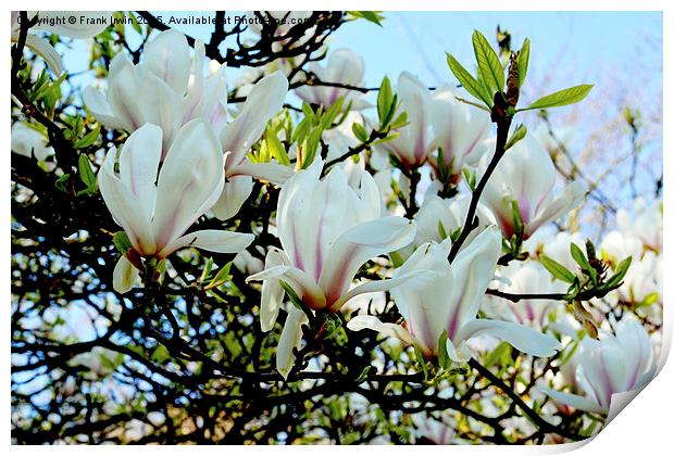  A branch of a large Magnolia Tree. Print by Frank Irwin