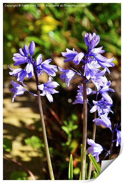 Colourful Blubells Print by Frank Irwin